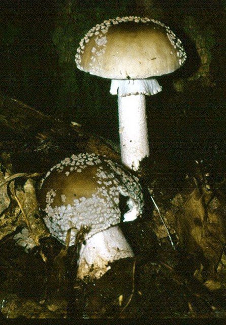 Amanita cariosa o excelsa ?